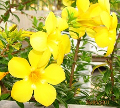 flower